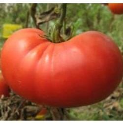 Tomato Beef Steak - Aimer's Organic Seeds