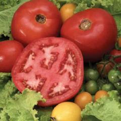 Tomato Beefsteak Bush - McKenzie Seeds