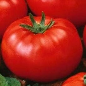 Tomato Beefsteak - Cornucopia Seeds