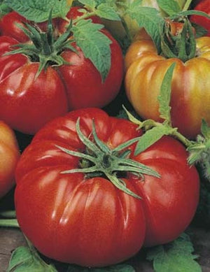 Tomato Beefsteak (Rouge de Marmande) - Mr. Fothergill's Seeds