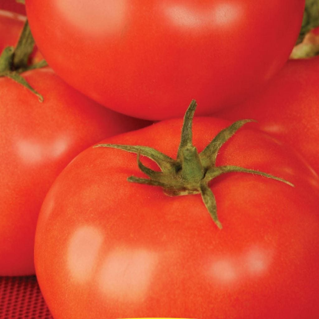 Tomato Better Boy Hybrid, Sow Easy - McKenzie Seeds