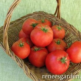 Tomato Big Beef Beefsteak - Renee's Garden Seeds