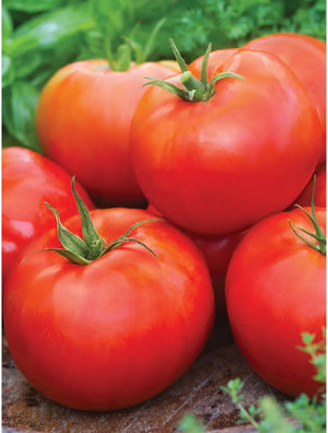 Tomato Big Daddy - Burpee Seeds
