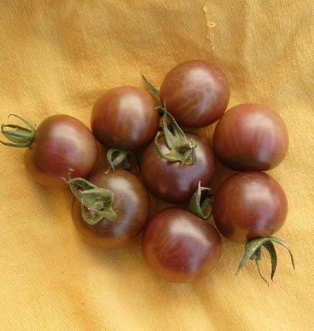 Tomato Black Cherry - West Coast Seeds