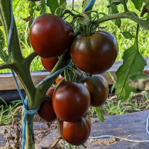 Tomato Black Prince - Saanich Organics Seeds