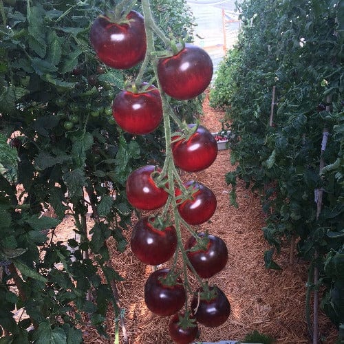 Tomato Blueberry - Good Earth Farms 