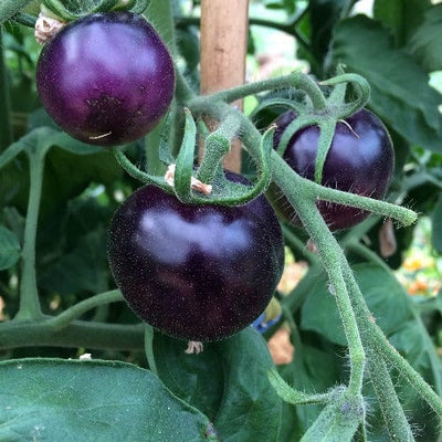 Tomato Blueberry - Good Earth Farms 