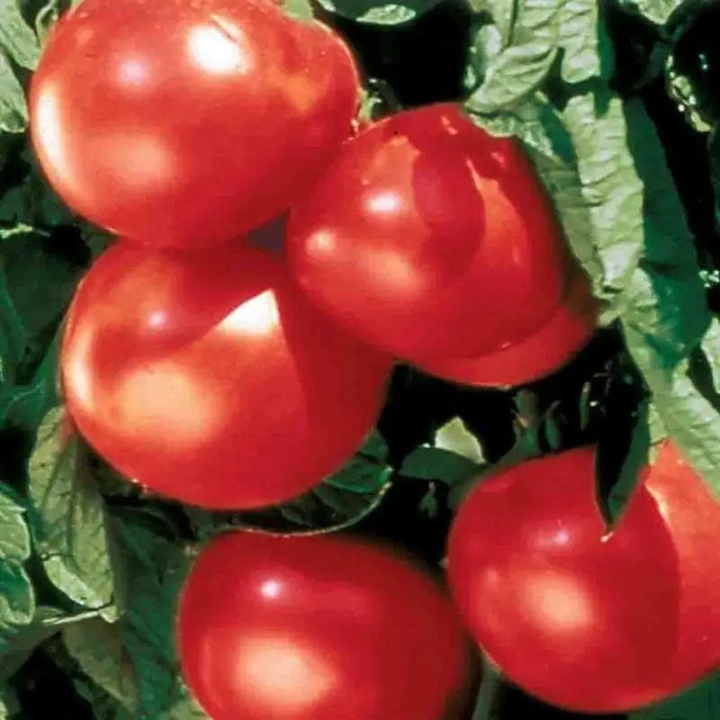 Tomato Bonny Best - McKenzie Seeds