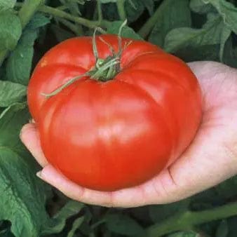 Tomato Brandywine - Saanich Organics Seeds