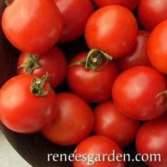 Tomato Camp Joy - Renee's Garden Seeds