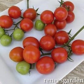 Tomato Camp Joy - Renee's Garden Seeds