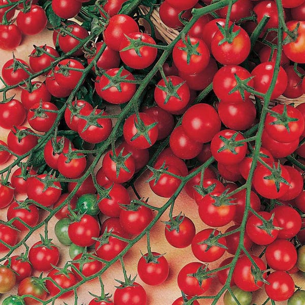 Tomato (Cherry) Sweet Million F1 - Mr. Fothergill's Seeds