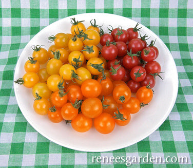 Tomatoes Garden Candy - Renee's Garden