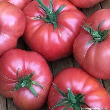 Tomato Chianti Rose - Renee's Garden Seeds