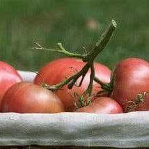 Tomato Chianti Rose - Renee's Garden Seeds