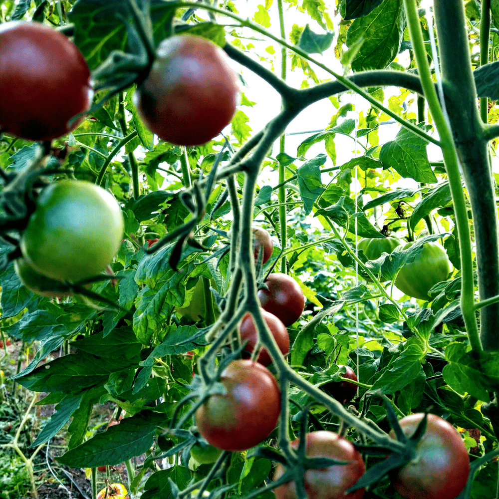 Tomato Chocolate Cherry, Sow Easy- McKenzie Seeds