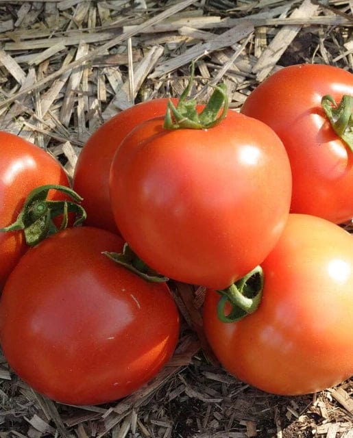 Tomato Early Girl - West Coast Seeds