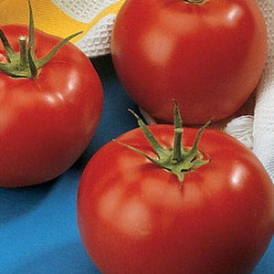Tomato Early Pick VF Hybrid - Burpee Seeds