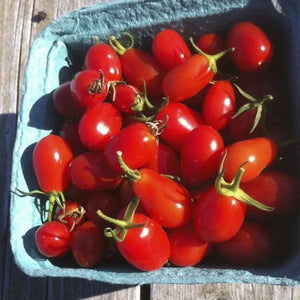 Tomato Elfin Red Grape - Saanich Organics Seeds