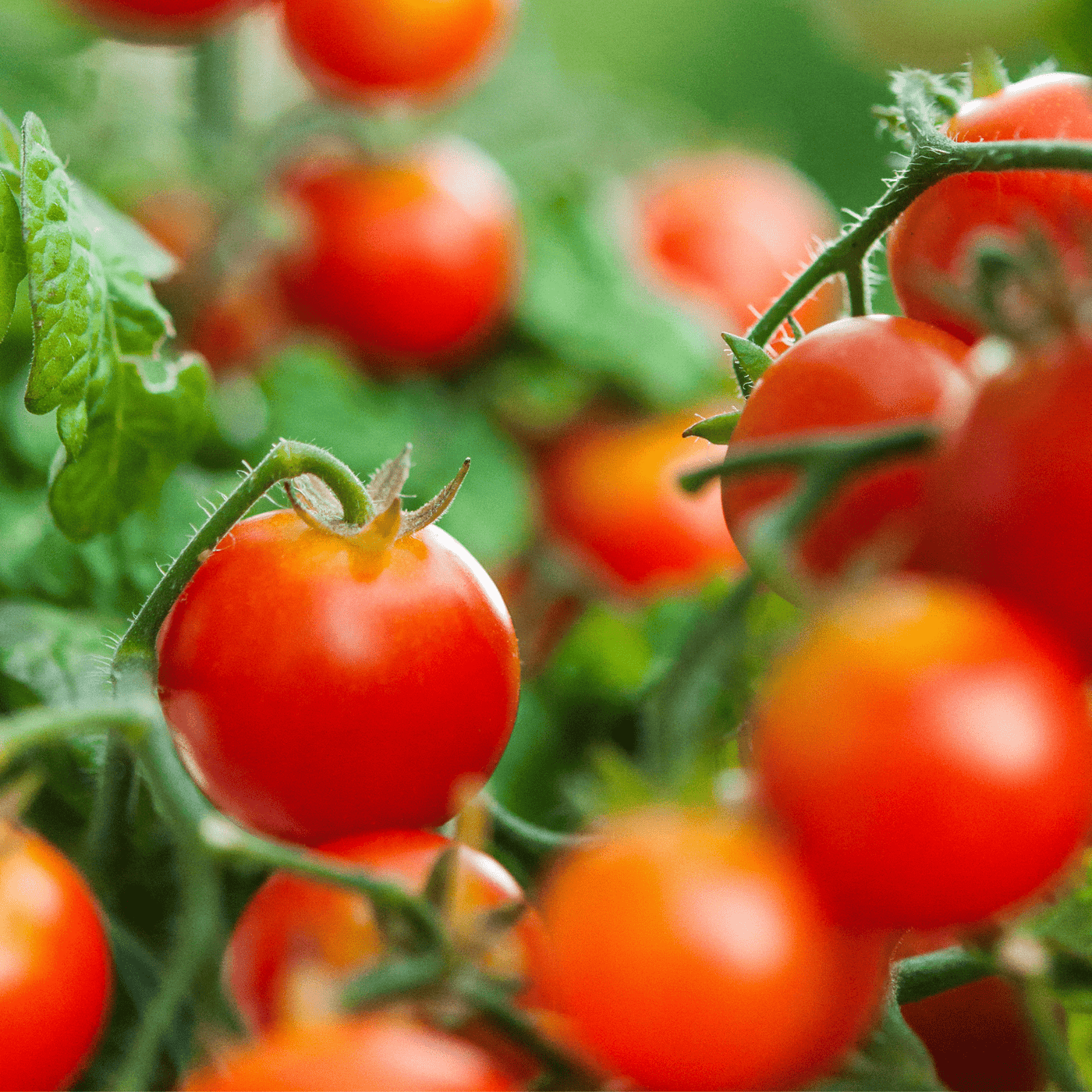 Tomato Gardener's Delight - Salt Spring Seeds