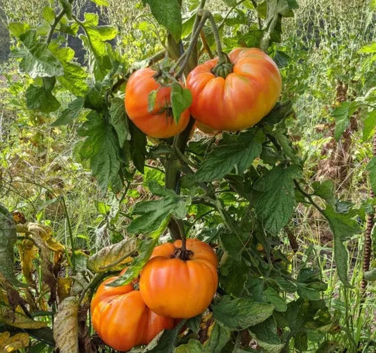 Tomato German Striped - Saanich Organics Seeds