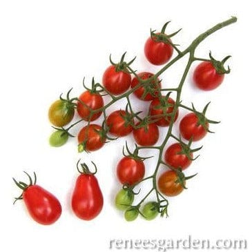 Tomato Grape Pandorino - Renee's Garden Seeds