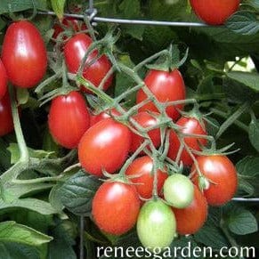 Tomato Grape Pandorino - Renee's Garden Seeds