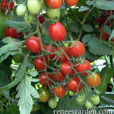 Tomato Grape Pandorino - Renee's Garden Seeds