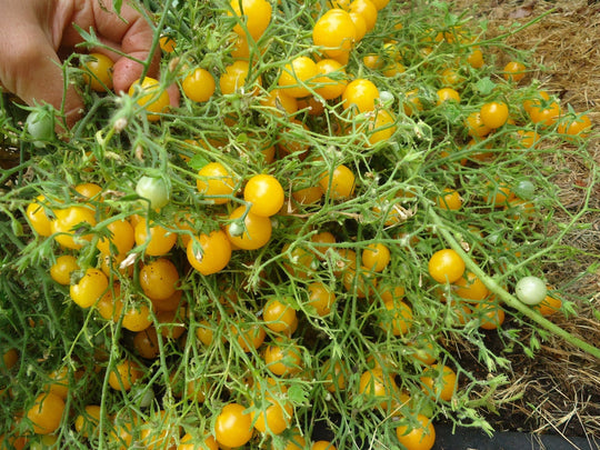 Tomato Humboldtii Cherry - Salt Spring Seeds