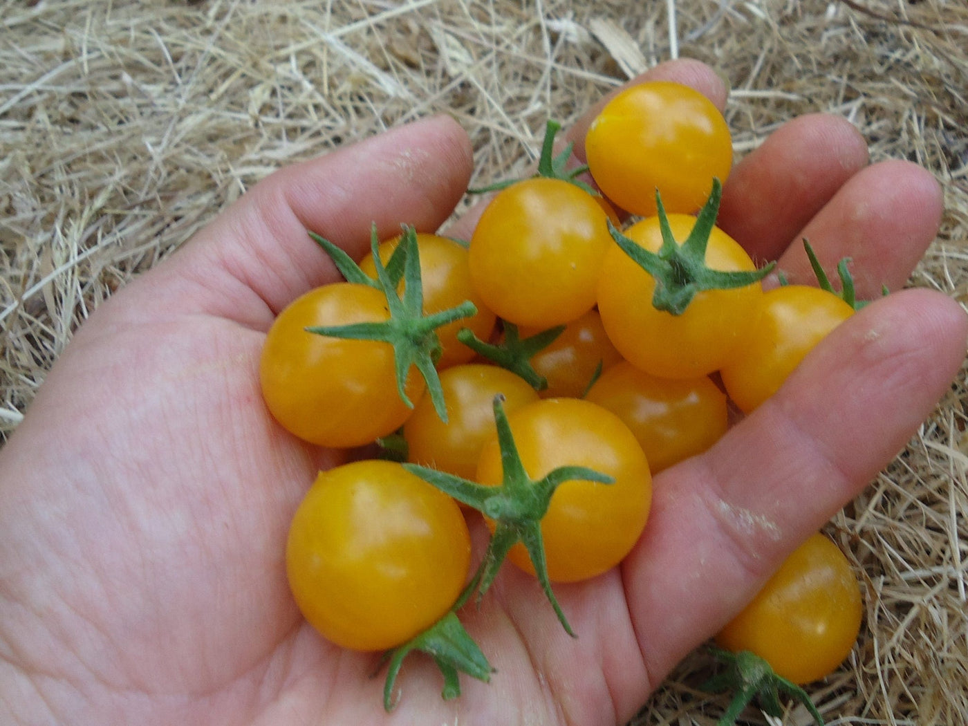 Tomato Humboldtii Cherry - Salt Spring Seeds