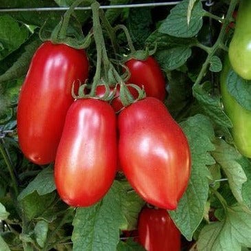 Tomato Inca Jewels - Renee's Garden Seeds