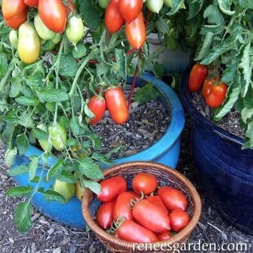 Tomato Inca Jewels - Renee's Garden Seeds