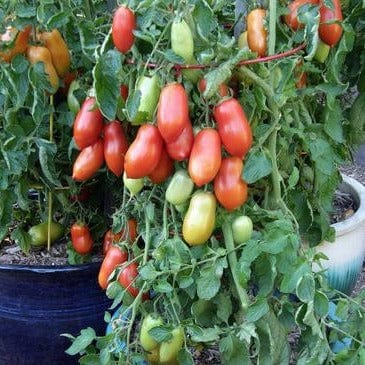 Tomato Inca Jewels - Renee's Garden Seeds