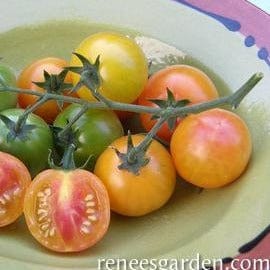 Tomato Isis Candy - Renee's Garden Seeds