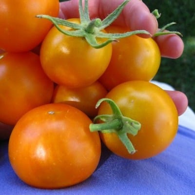 Tomato Jaune Flamme - Saanich Organics