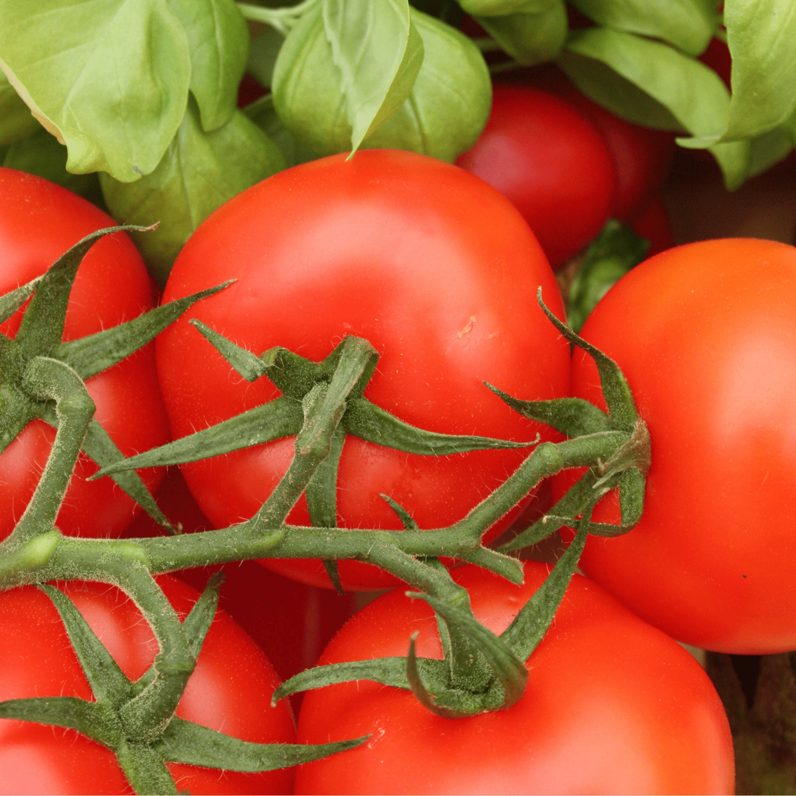 Tomato Jaune Flamme - Salt Spring Seeds