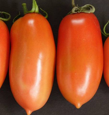 Tomato La Roma Roma - West Coast Seeds Ltd