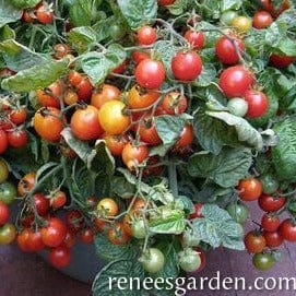 Tomato Litt'l Bites Window - Renee's Garden Seeds