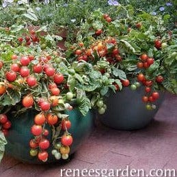 Tomato Litt'l Bites Window - Renee's Garden Seeds