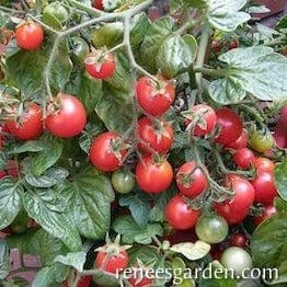 Tomato Litt'l Bites Window - Renee's Garden Seeds