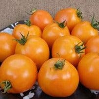 Tomato Mandarin Cross - Renee's Garden Seeds