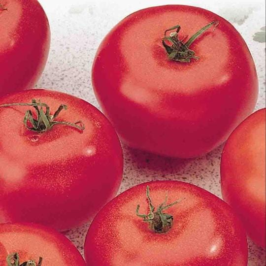 Tomato Manitoba - McKenzie Seeds