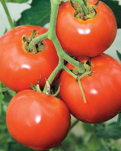 Tomato Manitoba - West Coast Seeds