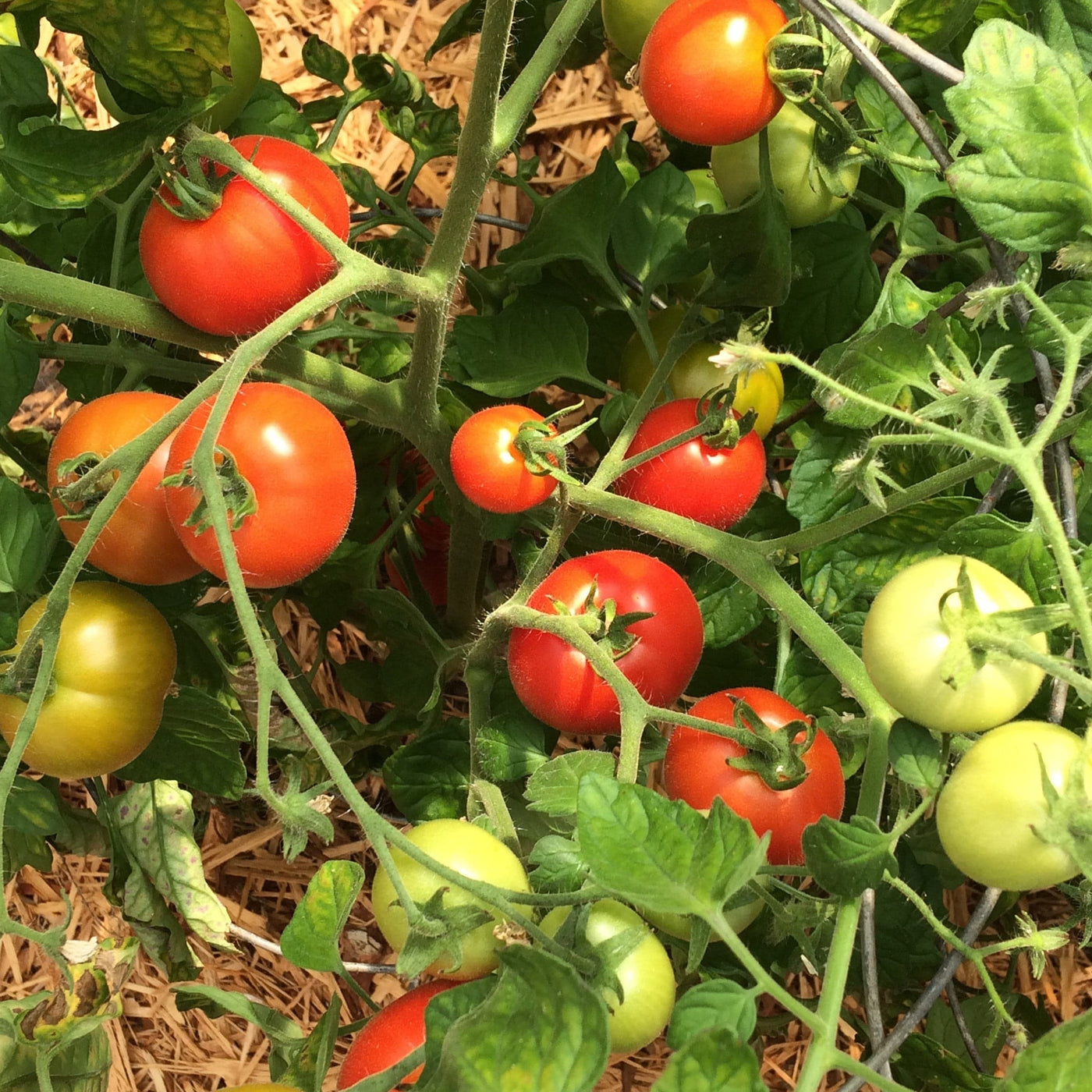Tomato Merville Rocket - Good Earth Farms 
