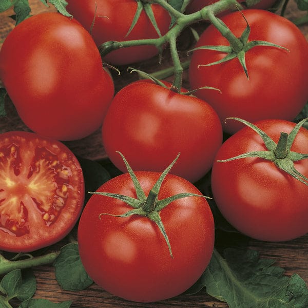 Tomato Moneymaker - MF Seeds