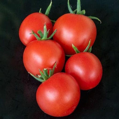 Tomato Mountain Magic - West Coast Seeds