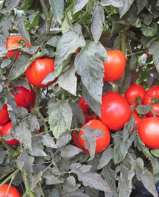 Tomato Mountain Merit - West Coast Seeds