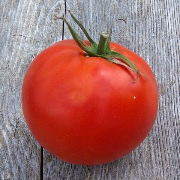 Tomato Nepal - Saanich Organics