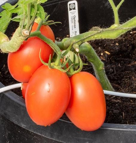 Tomato Optimax Roma  - West Coast Seeds