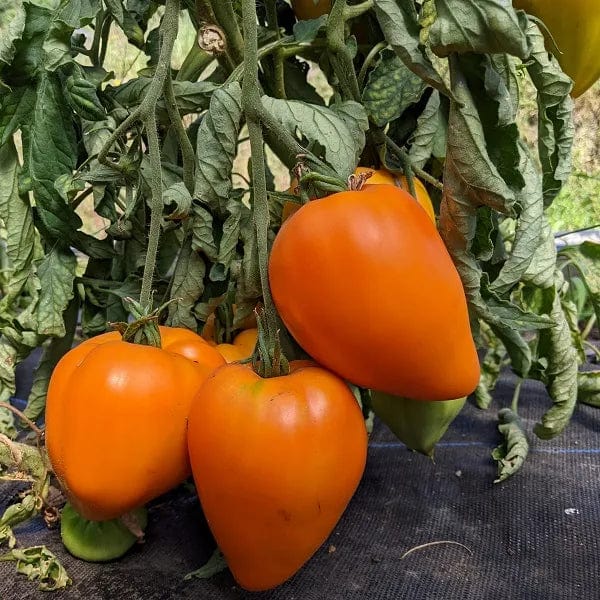 Tomato Orange Strawberry - Saanich Organics Seeds